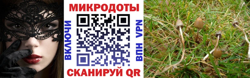 наркота мега сайт Галлюциногенные грибы Psilocybine cubensis Родники